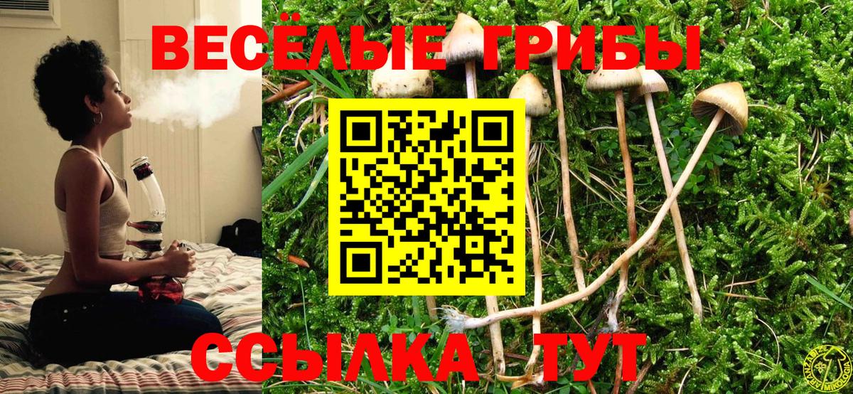 Псилоцибиновые грибы Cubensis Торжок